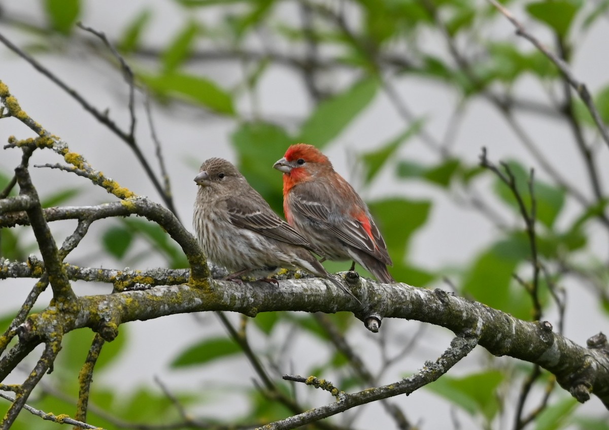 House Finch - Ralph Erickson