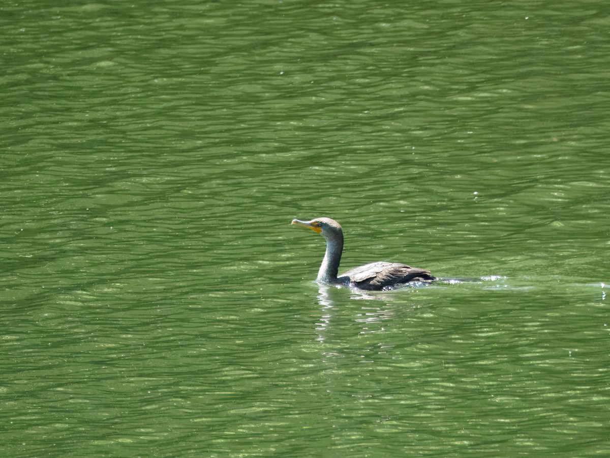 Double-crested Cormorant - Eric Matlosz