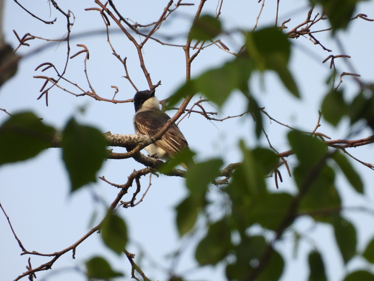 Eastern Kingbird - ML619539115