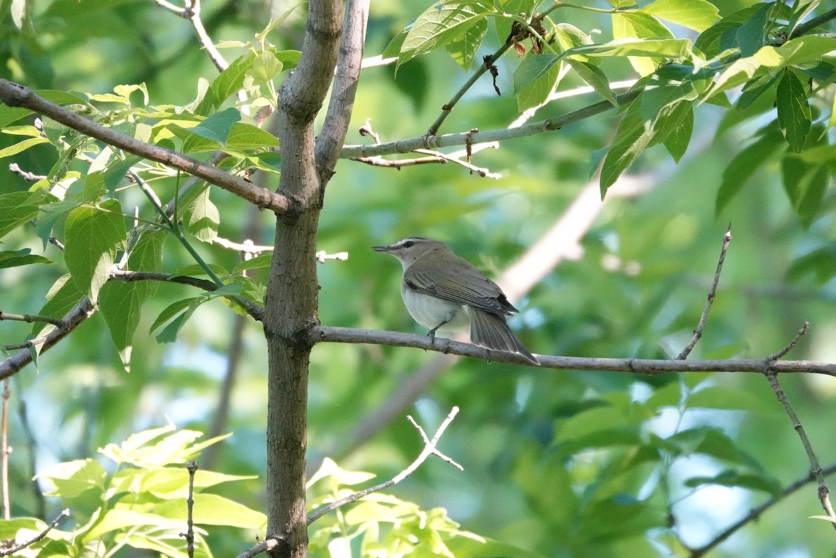 Kızıl Gözlü Vireo - ML619539116