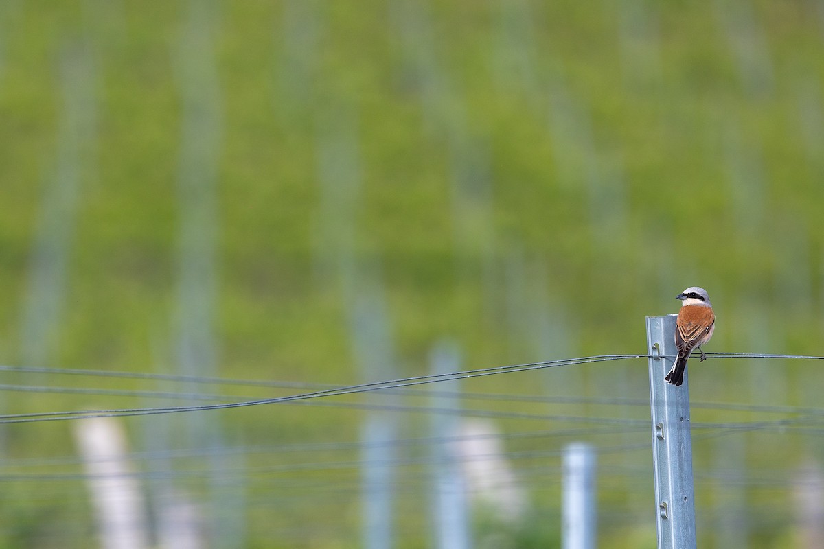 Red-backed Shrike - Honza Grünwald