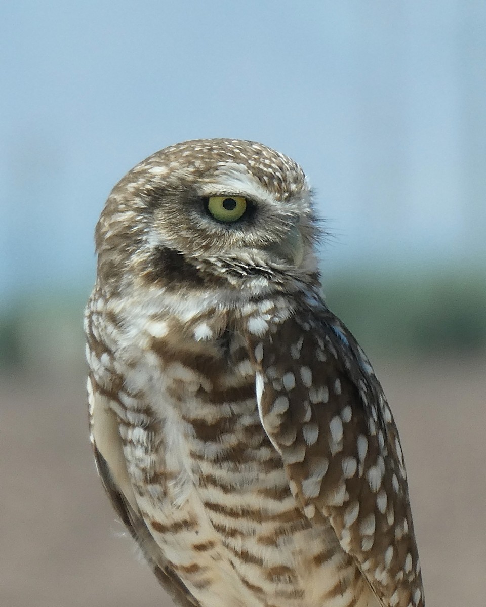 Burrowing Owl - K K