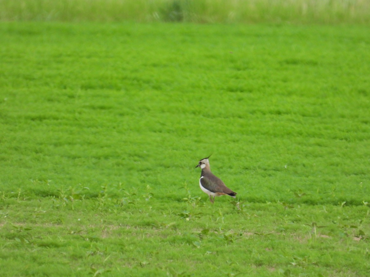 Northern Lapwing - Jiří Bukvaj