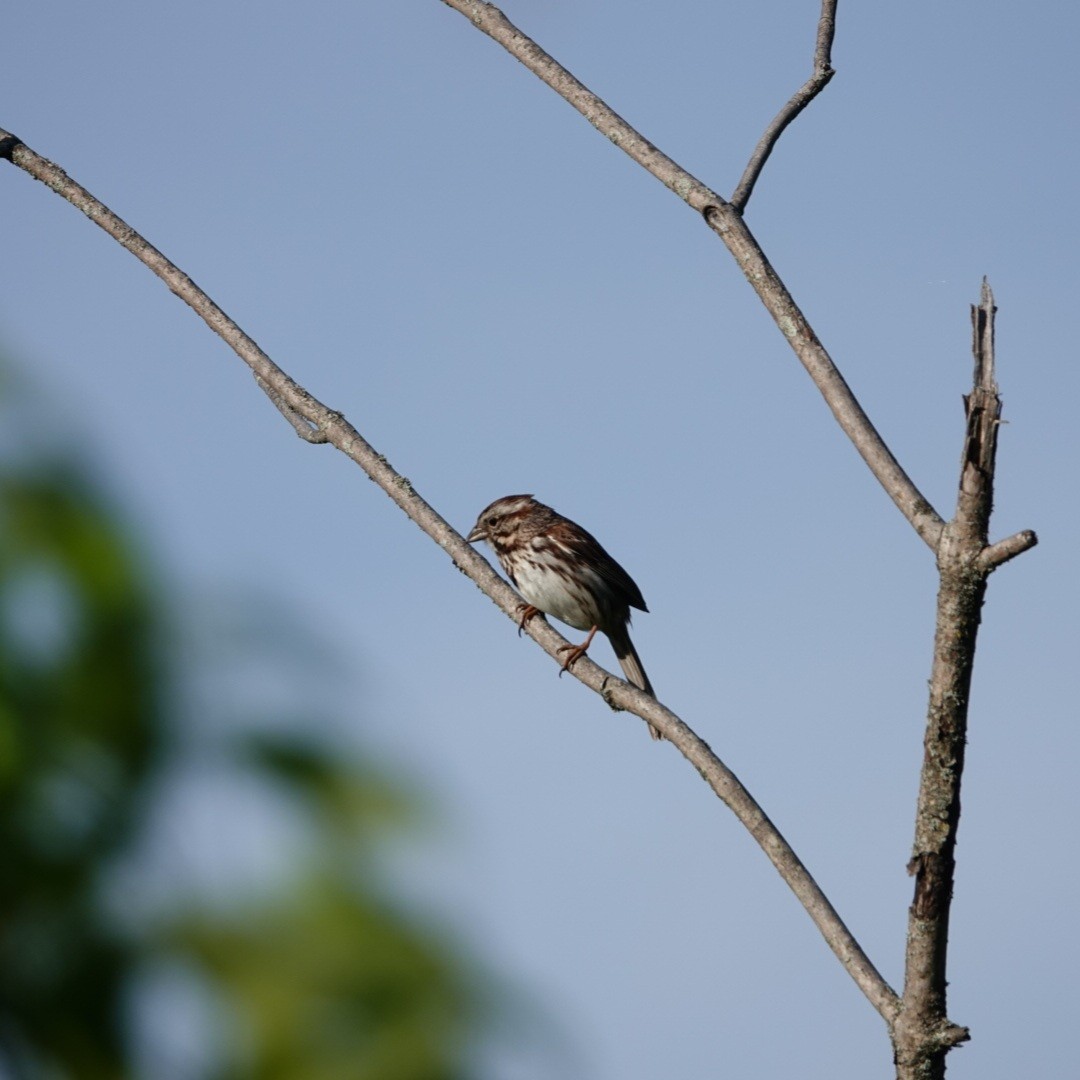 Song Sparrow - ML619539127