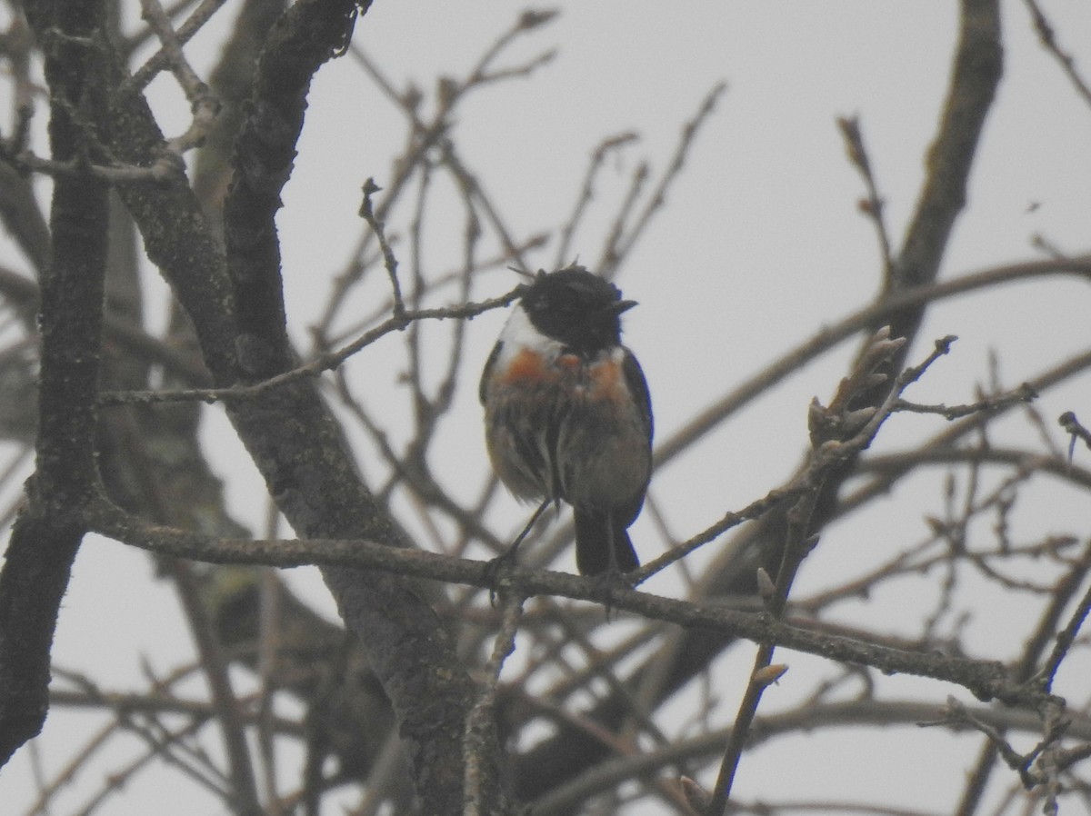 European Stonechat - José Otero