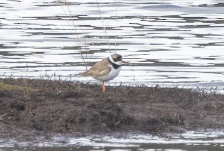 Semipalmated Plover - ML619539131