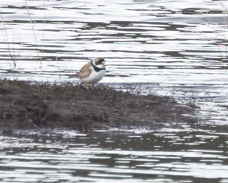 Semipalmated Plover - ML619539132