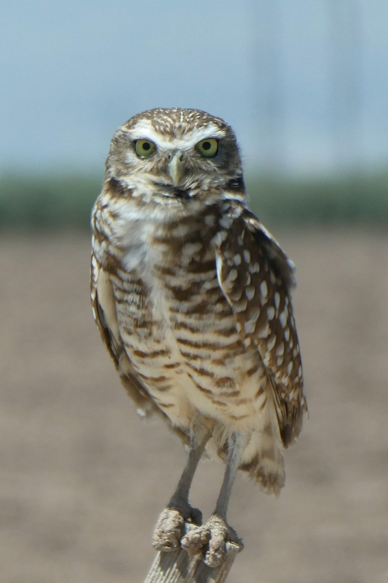 Burrowing Owl - K K