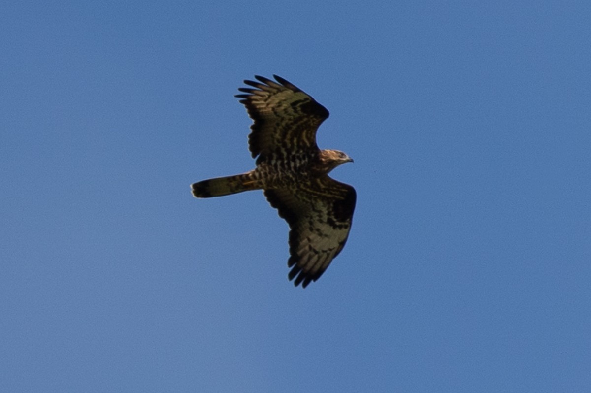 European Honey-buzzard - ML619539135