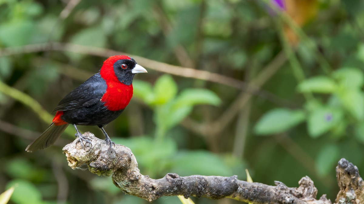 Crimson-collared Tanager - John Andersen