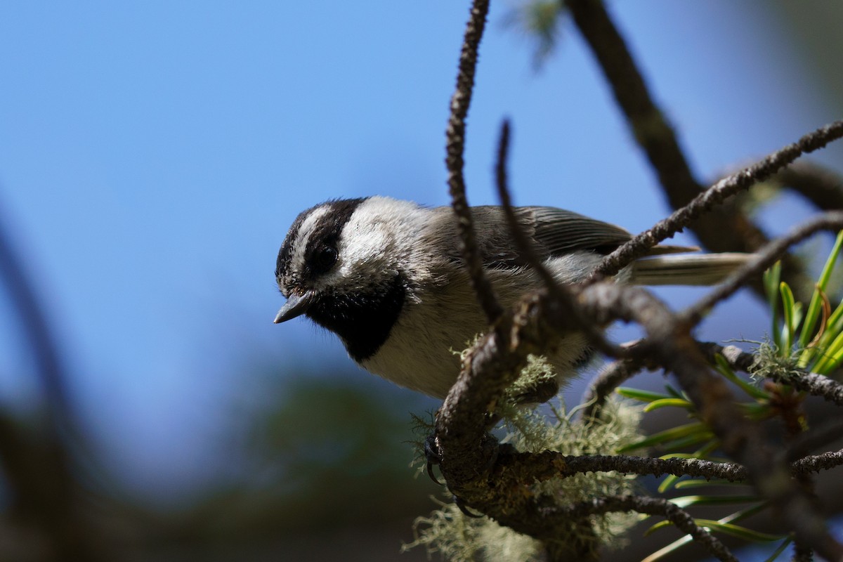 Mountain Chickadee - Conor Tompkins