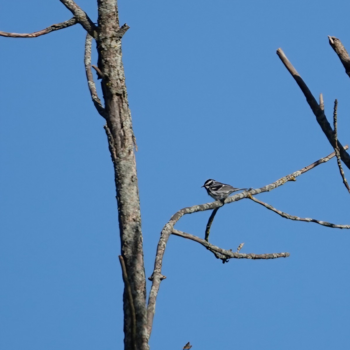 Black-and-white Warbler - S Rama Chandran