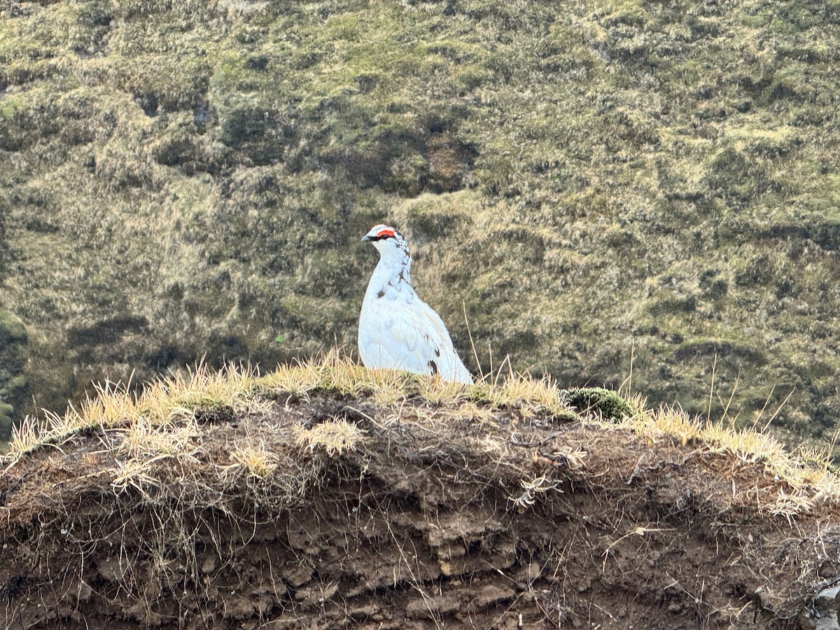 Rock Ptarmigan - Sibyl Ketcham