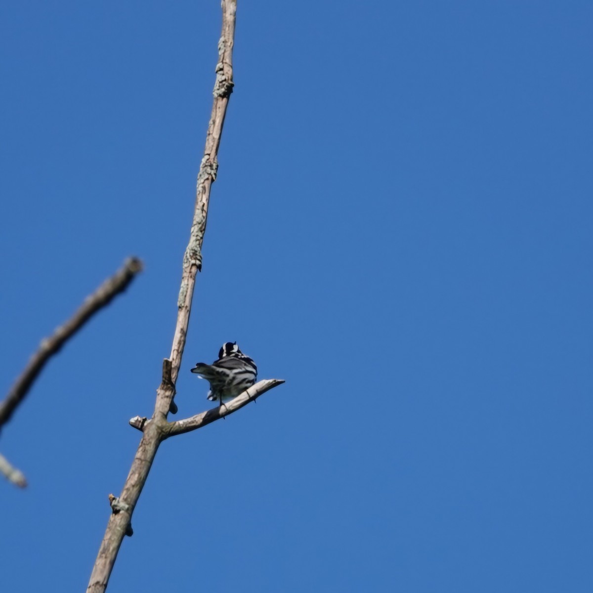 Black-and-white Warbler - S Rama Chandran
