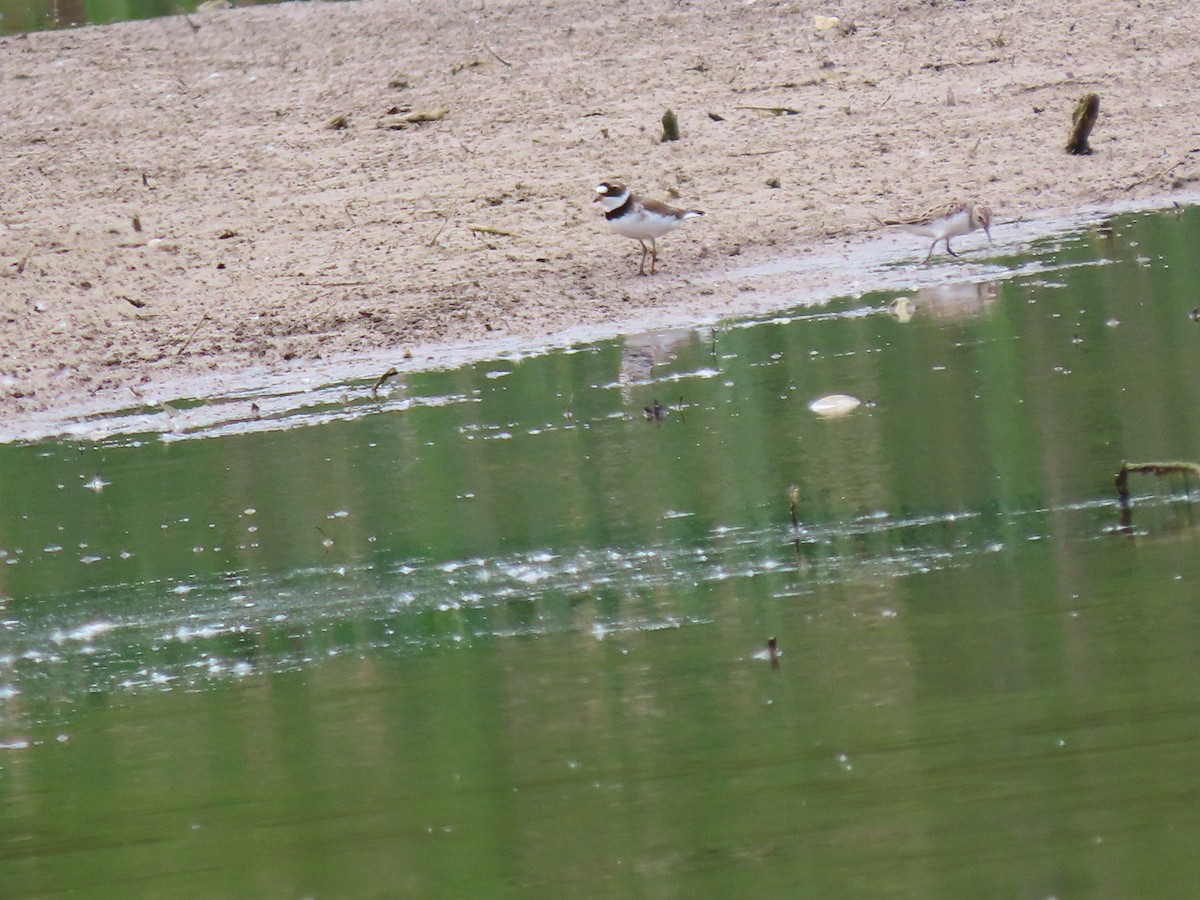 Semipalmated Plover - Randy Kimmett