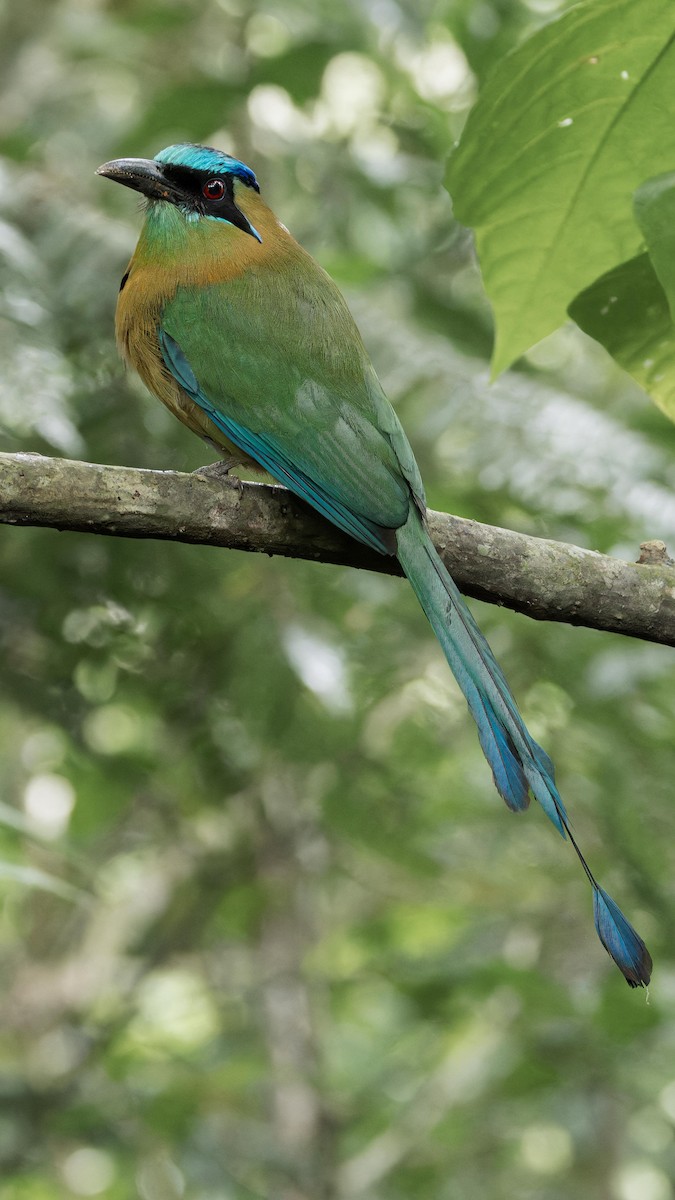 Lesson's Motmot - John Andersen