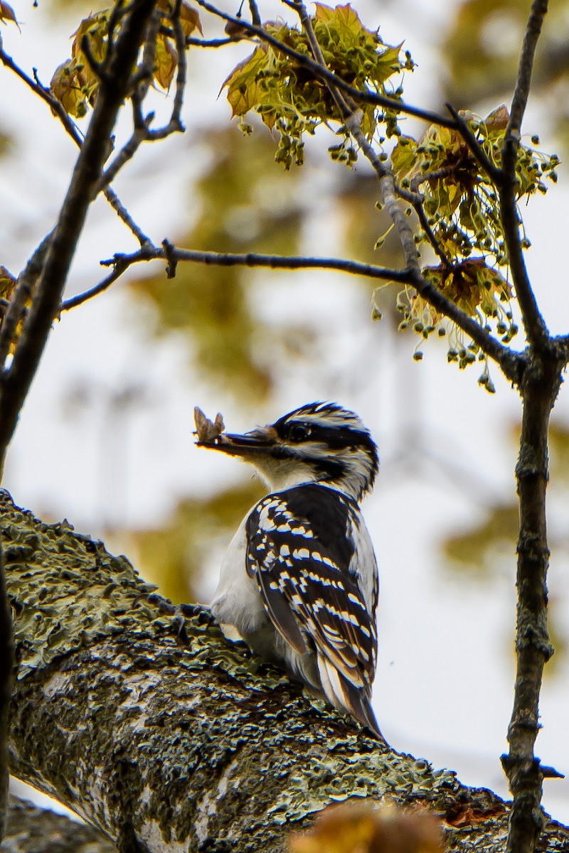 Hairy Woodpecker - Naseem Reza