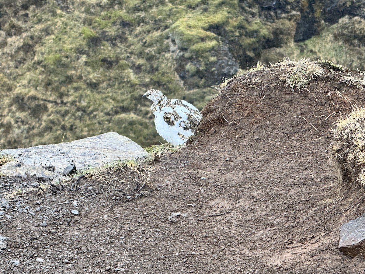 Rock Ptarmigan - Sibyl Ketcham