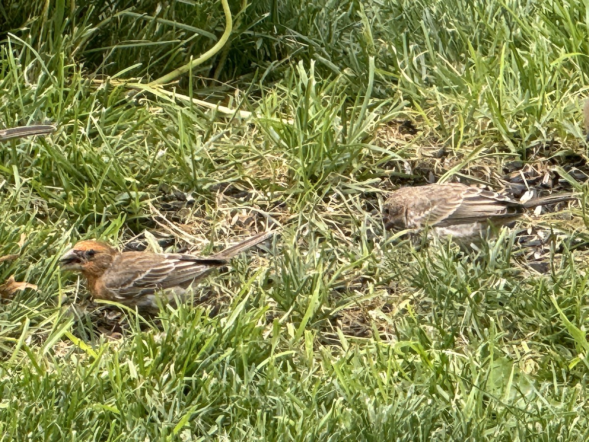 House Finch - Sue Dolle