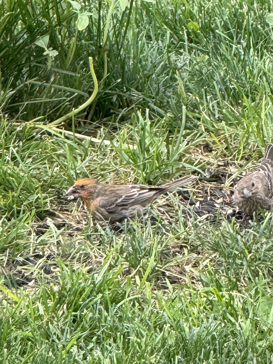 House Finch - Sue Dolle