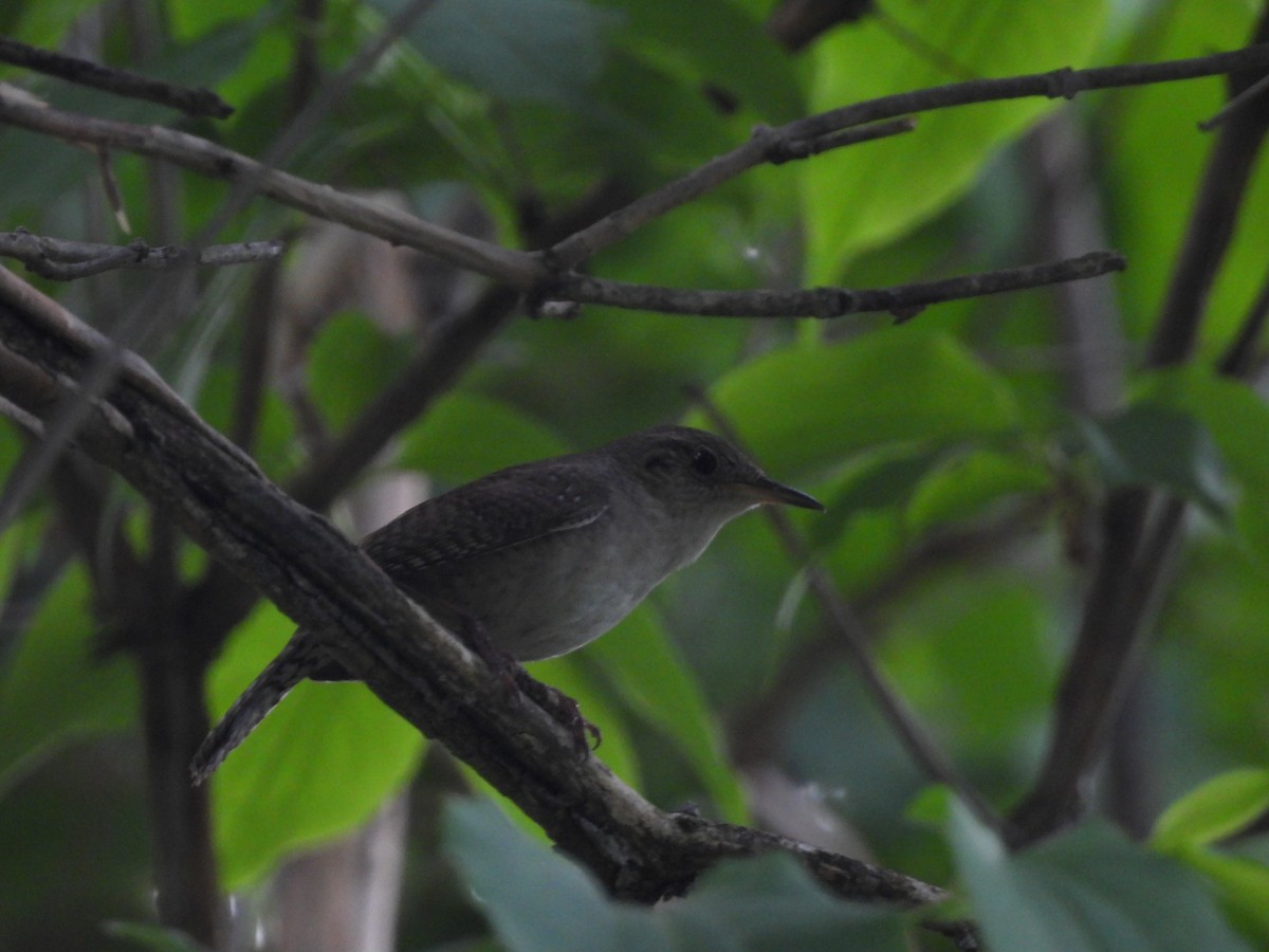 House Wren - Red x