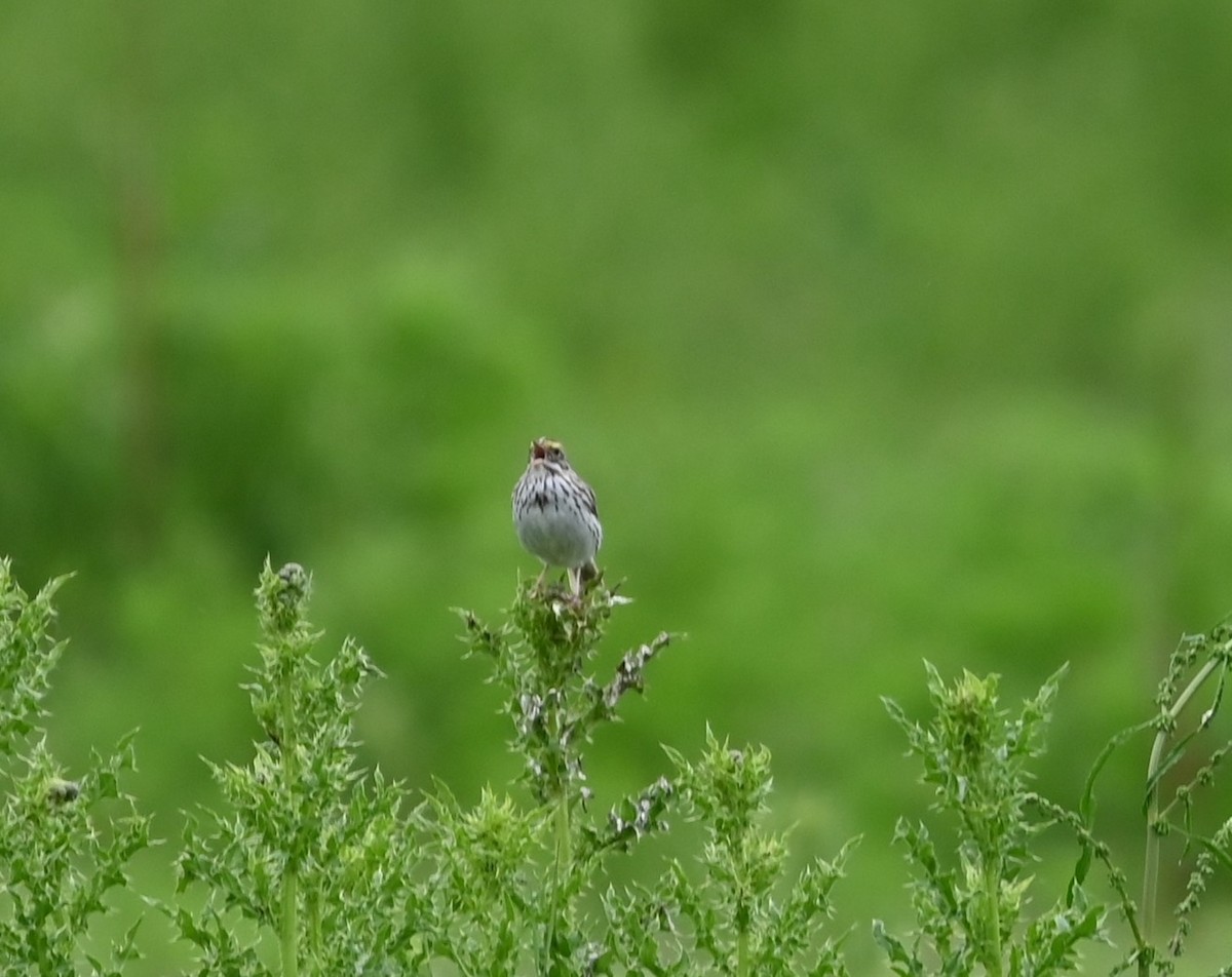 Savannah Sparrow - Ralph Erickson