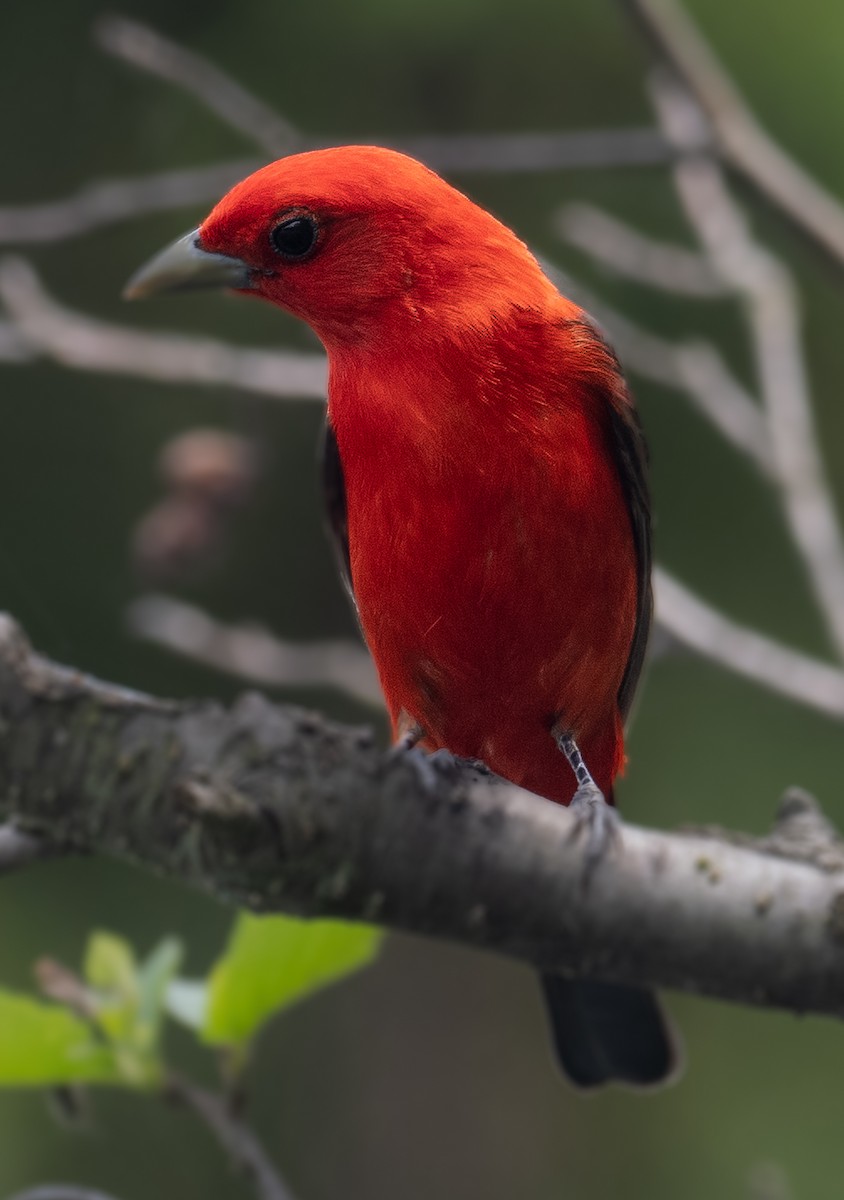 Scarlet Tanager - Lynn Chapman