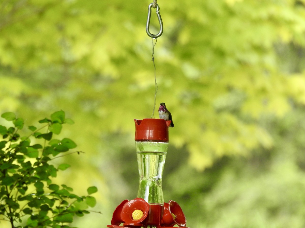 Calliope Hummingbird - Sachi Snively