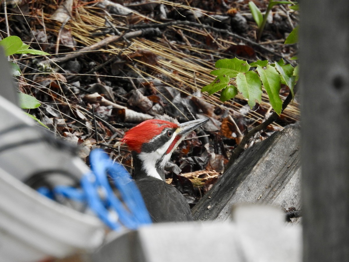 Pileated Woodpecker - Sachi Snively