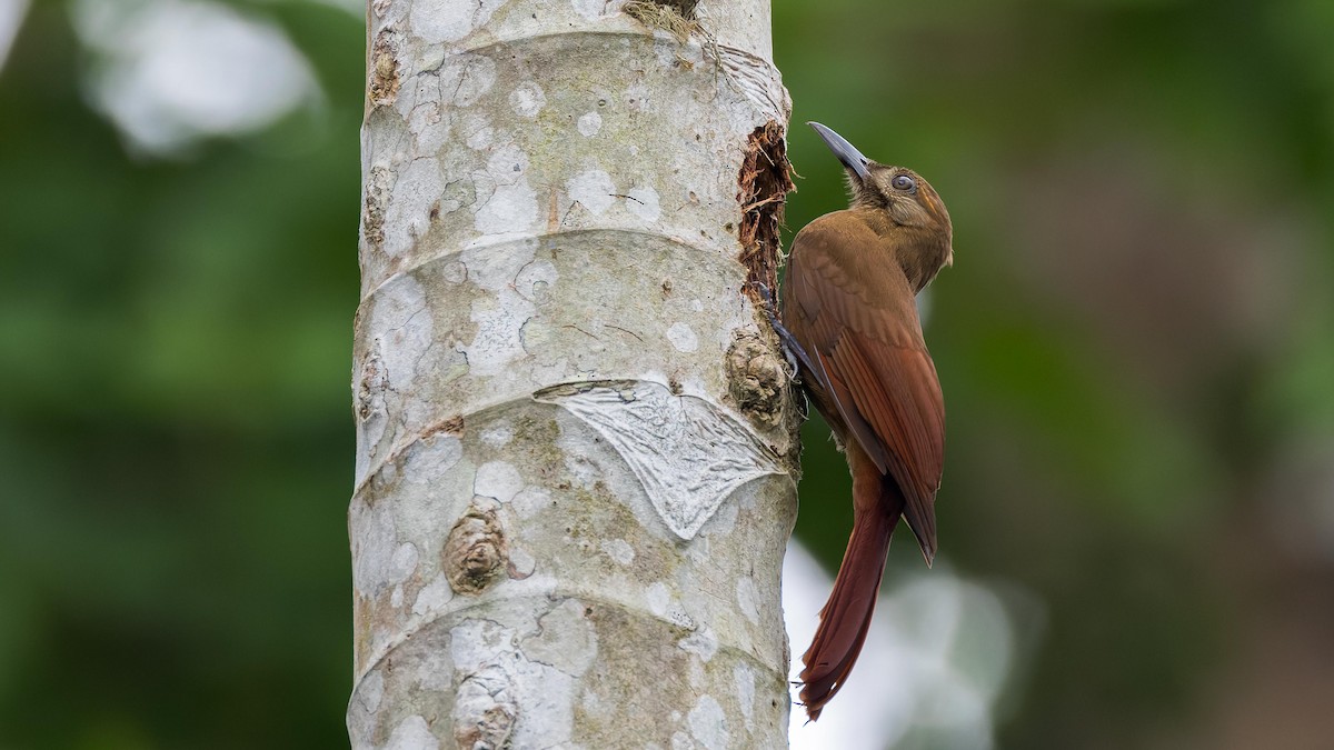 Plain-brown Woodcreeper - John Andersen