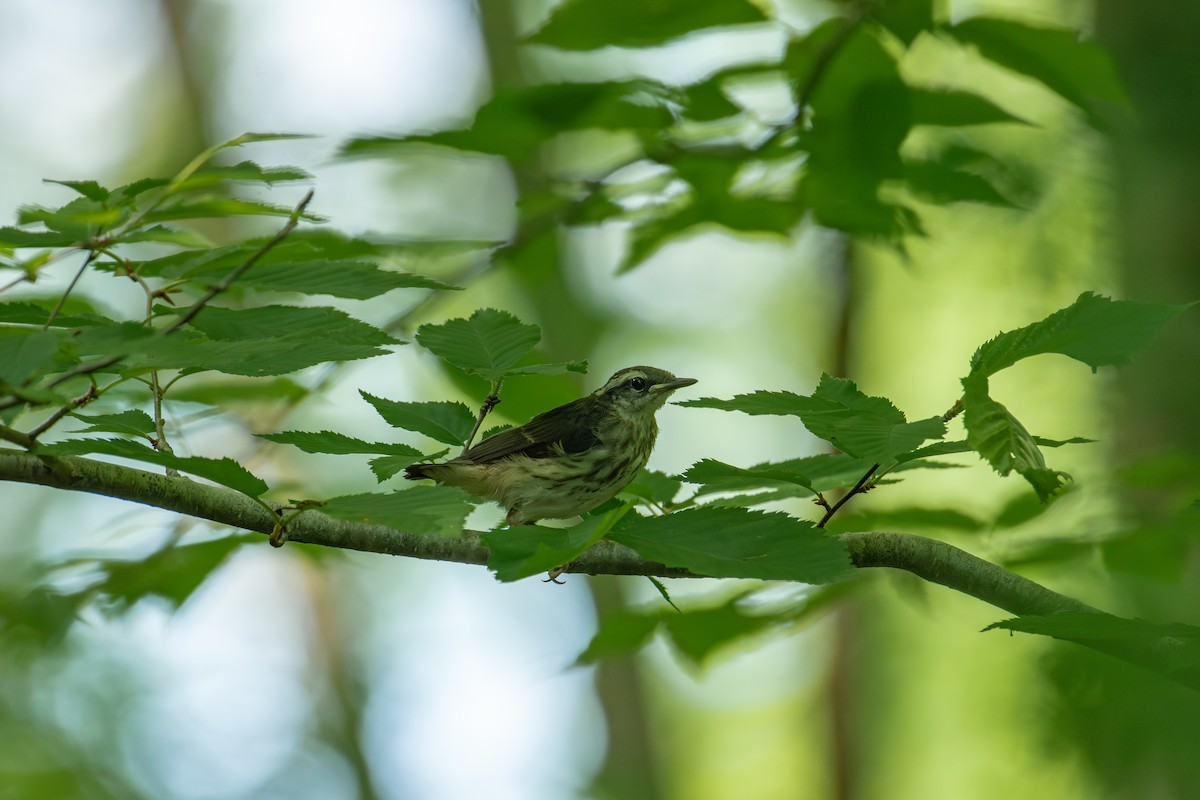 Louisiana Waterthrush - Alton Spencer