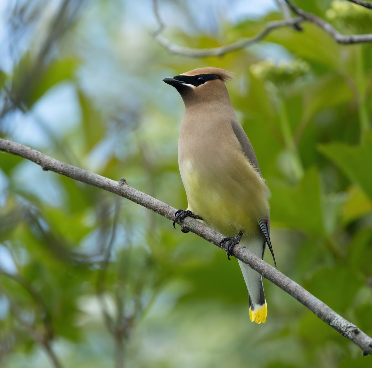 Cedar Waxwing - Julie Paquette