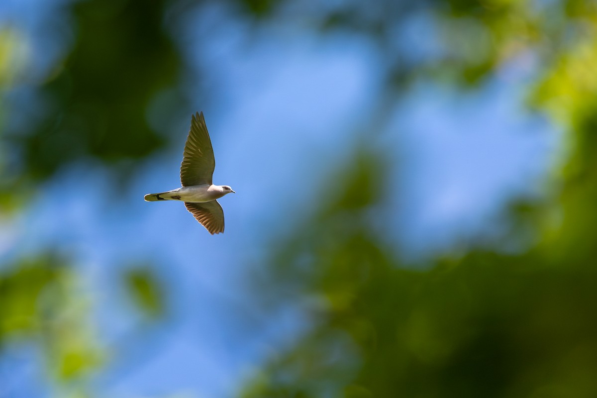 European Turtle-Dove - Honza Grünwald