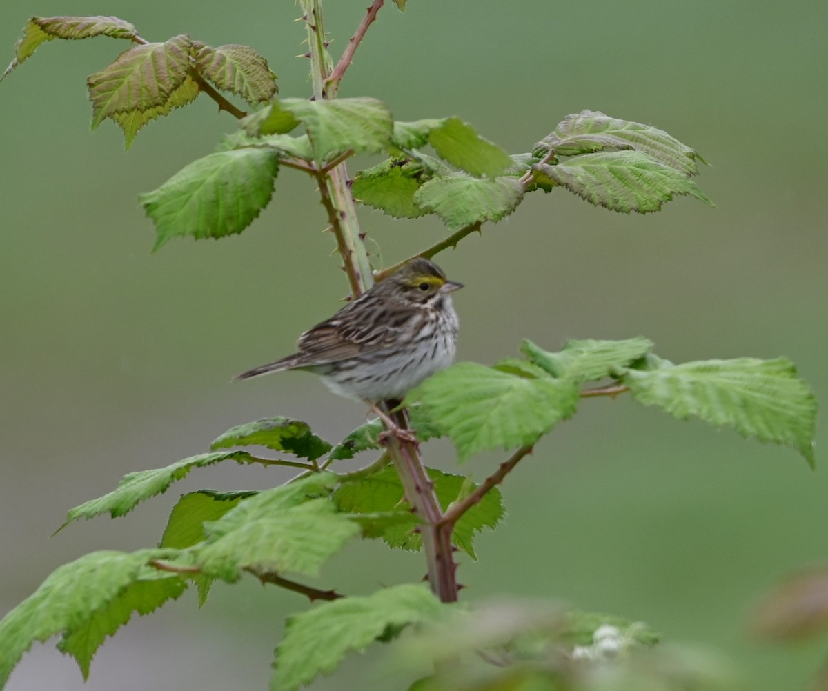 Savannah Sparrow - Ralph Erickson