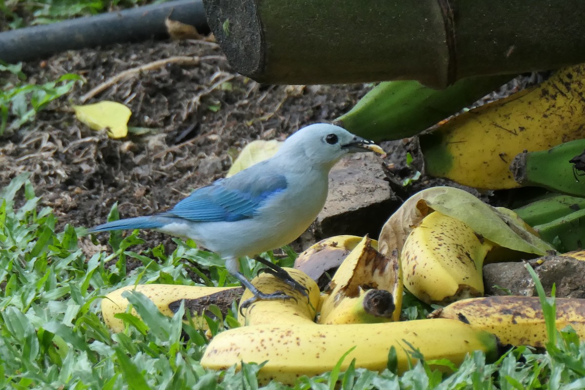 Blue-gray Tanager - Jason Griffin-Mauff