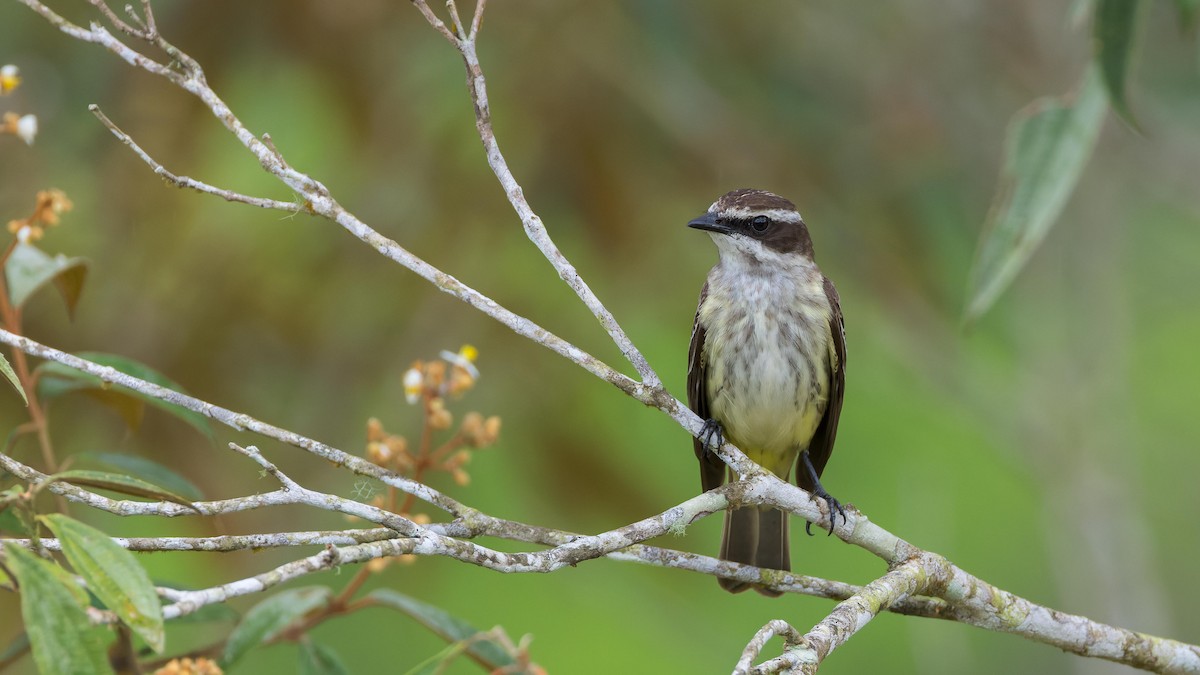 Piratic Flycatcher - John Andersen