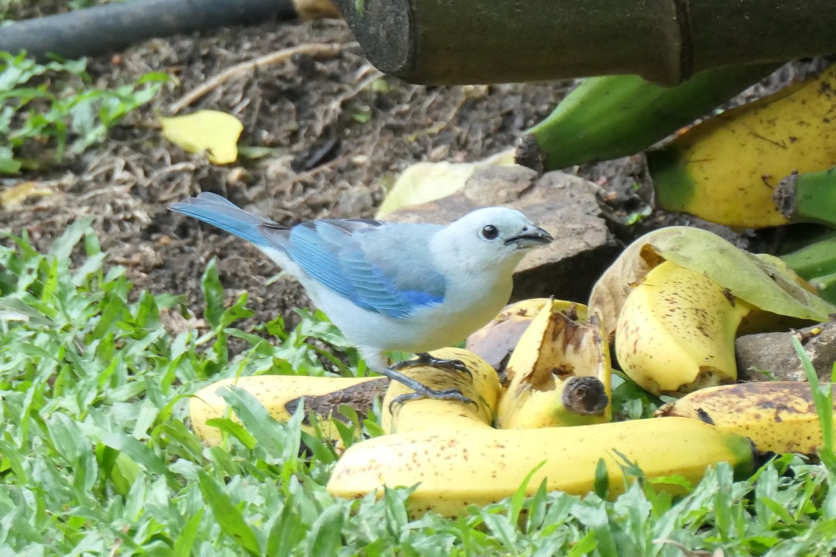 Blue-gray Tanager - ML619539202