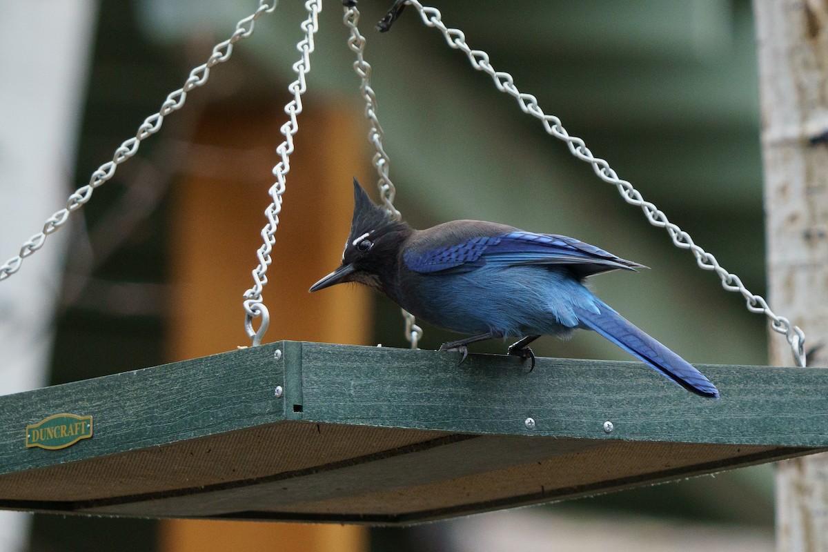 Steller's Jay - Conor Tompkins