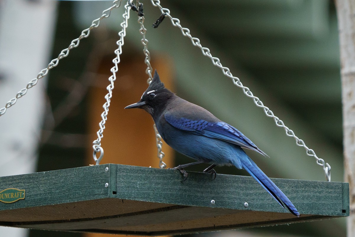 Steller's Jay - Conor Tompkins