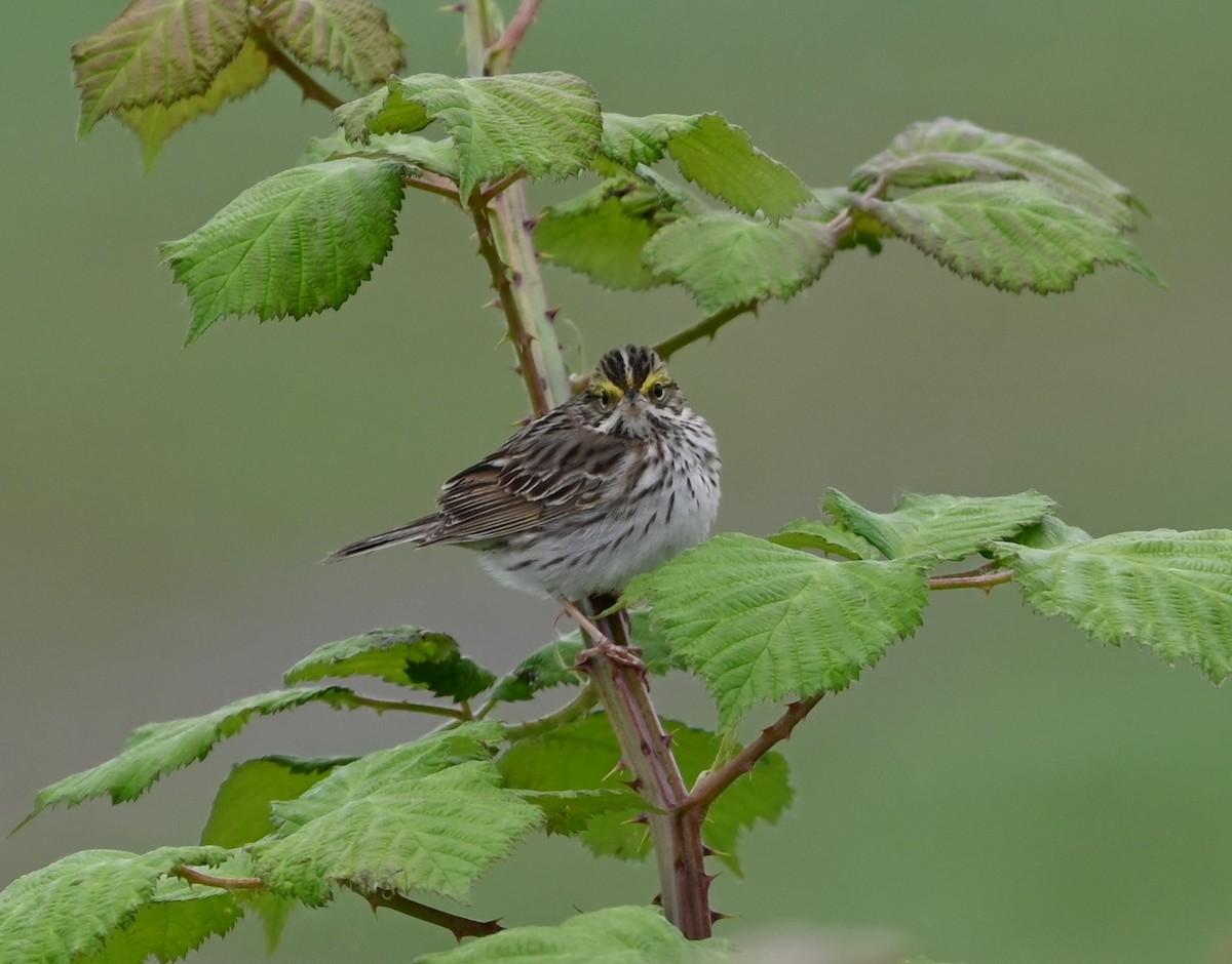 Savannah Sparrow - Ralph Erickson