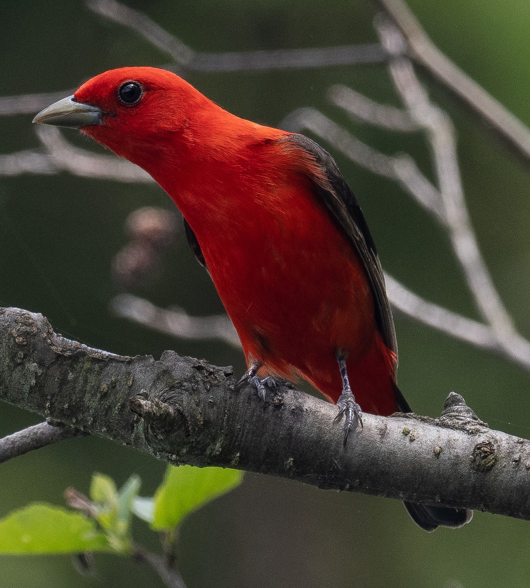 Scarlet Tanager - Lynn Chapman