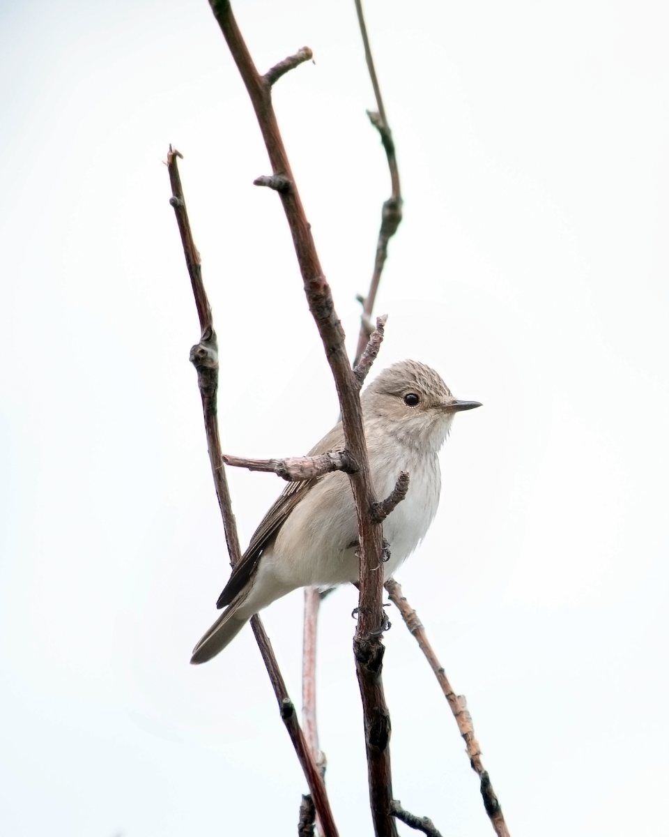 Spotted Flycatcher - Alireza Dindar