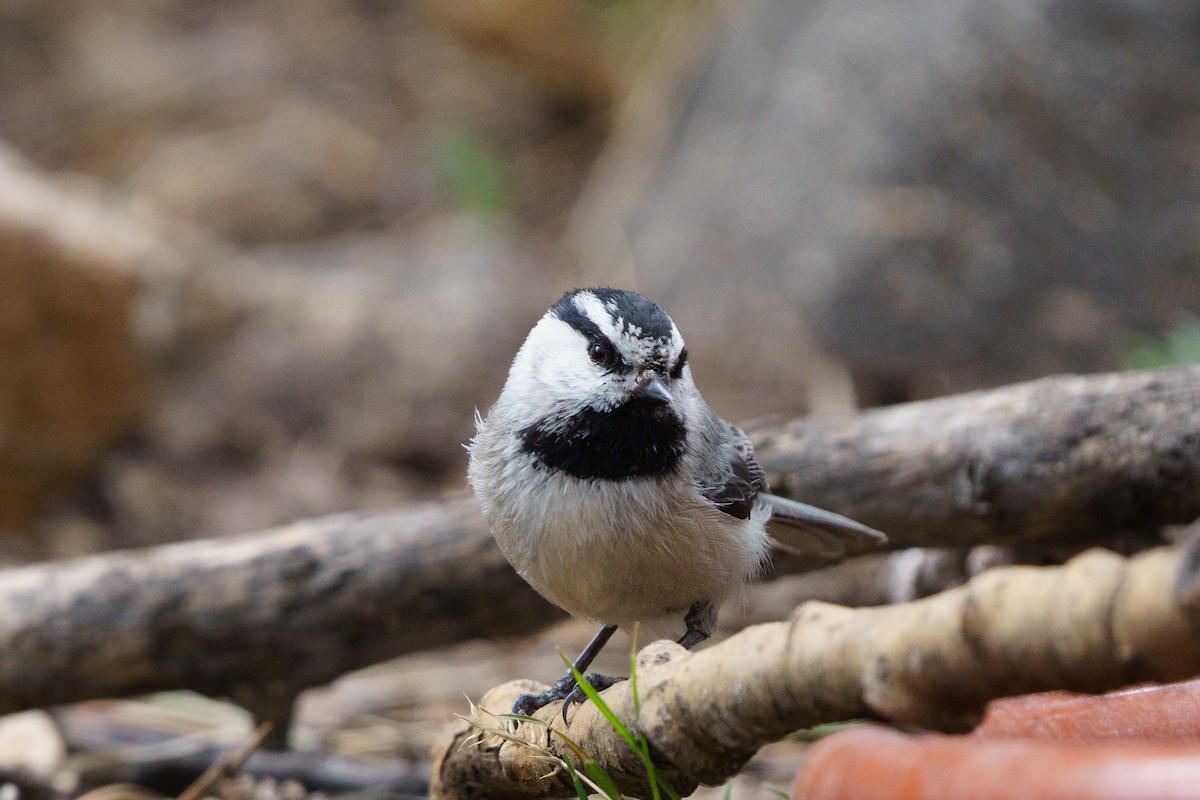 Mountain Chickadee - Conor Tompkins