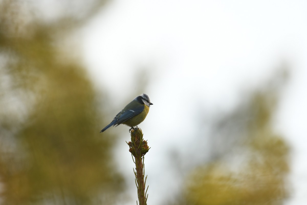 Eurasian Blue Tit - Sunanda Vinayachandran