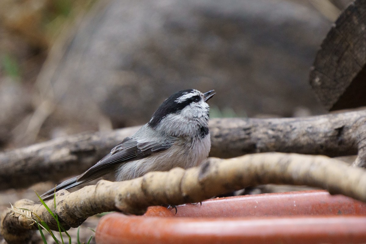 Mountain Chickadee - Conor Tompkins