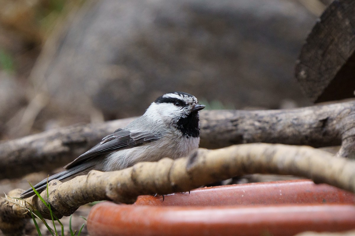 Mountain Chickadee - Conor Tompkins