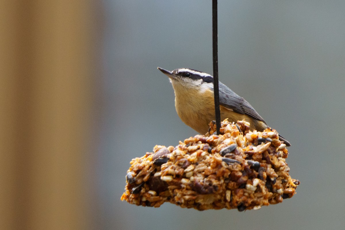 Red-breasted Nuthatch - Conor Tompkins