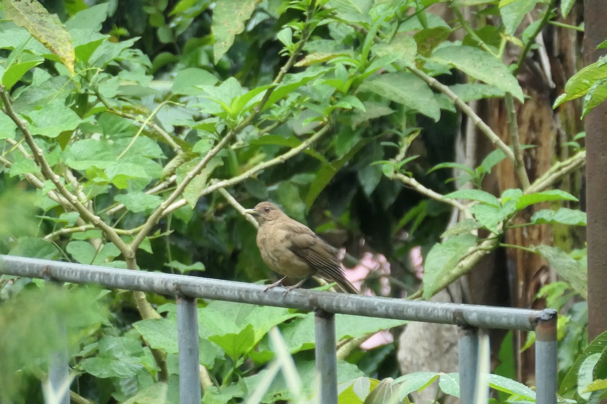 Clay-colored Thrush - ML619539227