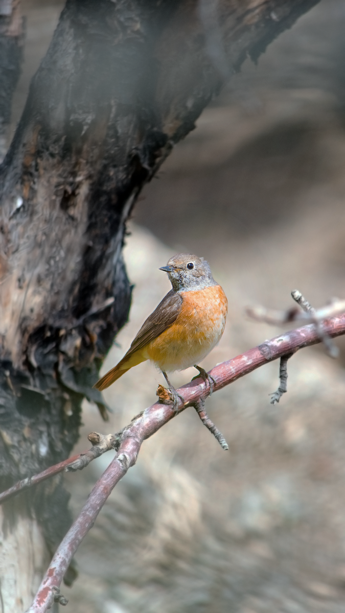 Common Redstart - Alireza Dindar