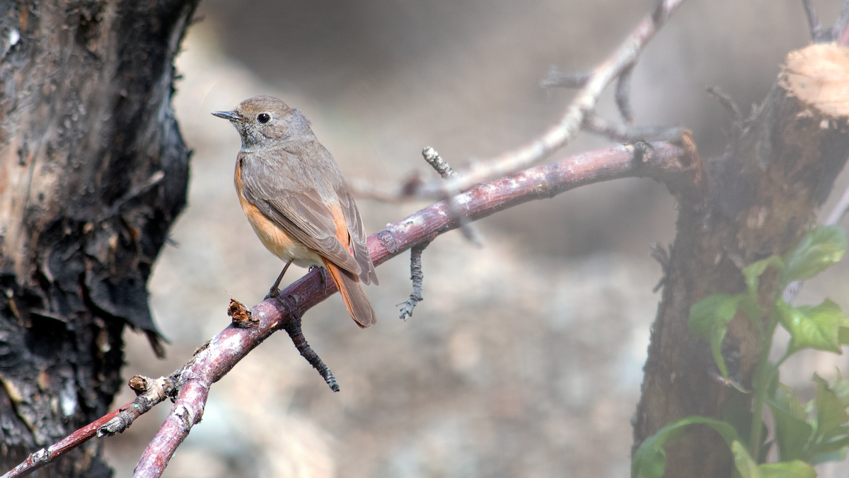 Common Redstart - Alireza Dindar